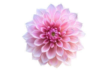 Pink dahlia flower isolated on transparent background