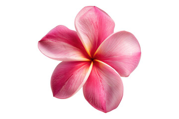 Pink frangipani flower isolated on transparent background