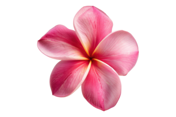 Pink frangipani flower isolated on transparent background