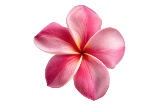 Pink frangipani flower isolated on transparent background