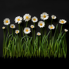 daisies on green background