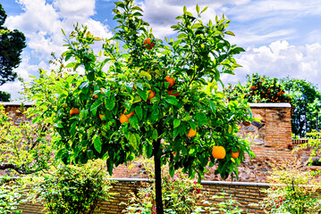 Tree with ripe oranges in the gardens of the Alhambra, Granada
