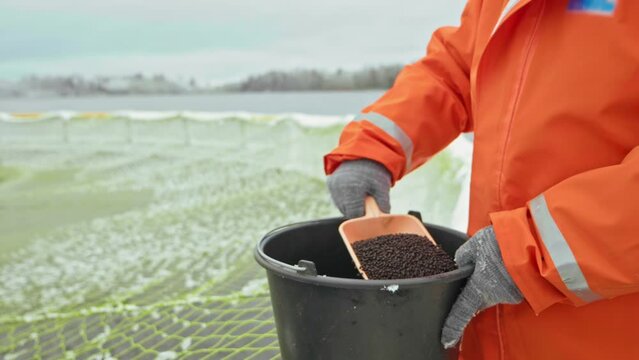 A fish farm worker feeds the fish in the cage with mixed fodder from a bucket, pouring pellets of food directly into the water with a scoop