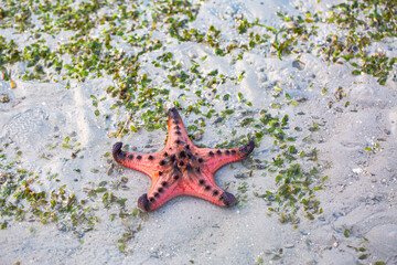 Abundant sea There is beautiful nature. In the quiet sea of Krabi Province.  Red starfish on the shore at sunrise. bright orange starfish Move slowly on the sand. islands background.