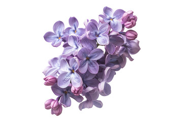 Purple lilac flowers isolated on transparent background
