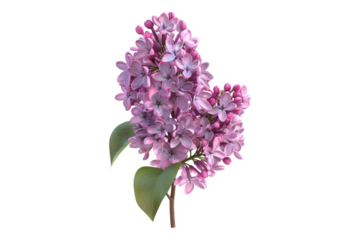 Purple lilac flowers isolated on transparent background