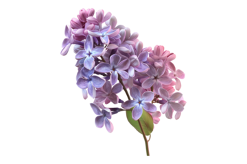 Purple lilac flowers isolated on transparent background