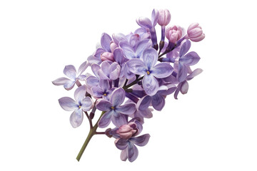 Purple lilac flowers isolated on transparent background
