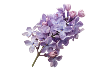 Purple lilac flowers isolated on transparent background