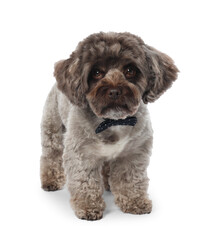 Cute Maltipoo dog with bow tie on white background. Lovely pet