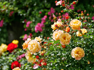 Varietal elite roses bloom in Rosengarten Volksgarten in Vienna. Red and yellow Grandiflora rose flowers