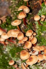 mushroom in the forest