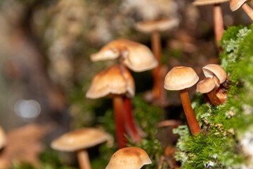 mushroom in the forest