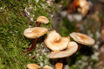 mushroom in the forest