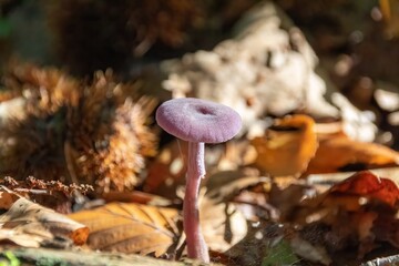 mushroom in the forest