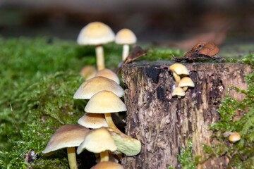 mushroom in the forest