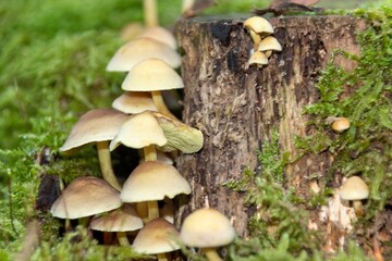 mushroom in the forest