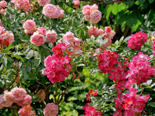 Varietal elite roses bloom in Rosengarten Volksgarten in Vienna. Pink Grandiflora rose flowers