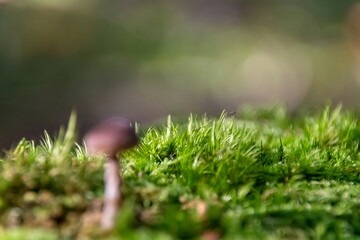 mushroom in the forest