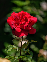 Varietal elite roses bloom in Rosengarten Volksgarten in Vienna. Red hybrid tea rose flower close up