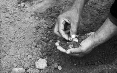 Male hands choose stones from the ground