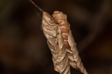 close up of dry leaves on a tree