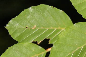 close up of dry leaves on a tree