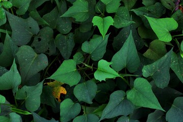 A Picture of Green Lansium Domesticum Corr Fruit Leaves with Yellowing Hues