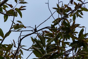 branches of a tree with blue sky