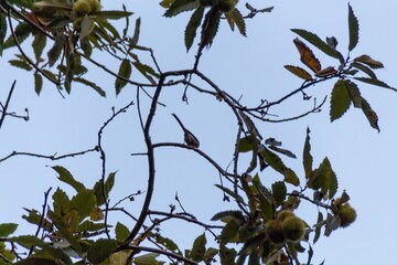 branches of a tree with blue sky