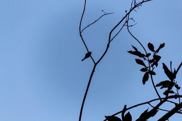 branches of a tree with blue sky