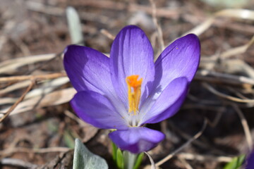 Fototapeta premium A crocus flower in the garden, Sainte-Apolline, Québec, Canada