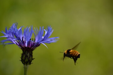 A bee in the garden, Sainte-Apolline, Québec, Canada