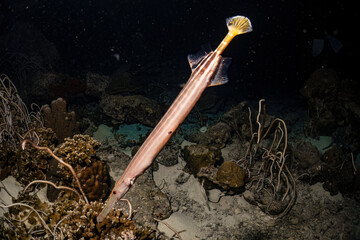 Underwater sea Trumpetfish with hard coral reef photography in deep sea in scuba night dive explore...