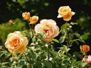 Varietal elite roses bloom in Rosengarten Volksgarten in Vienna. Yellow Grandiflora rose flowers