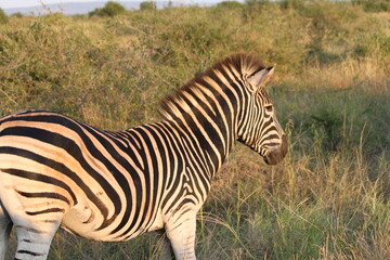 Kruger photos