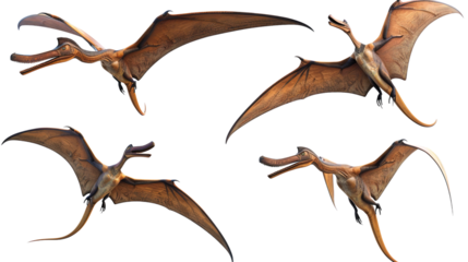 Set of pterodactyls isolated on white background.