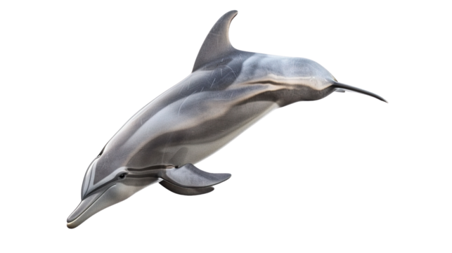 Isolated dolphin isolated on white background.