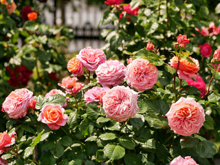 Varietal elite roses bloom in Rosengarten Volksgarten in Vienna. Pink Floribunda rose flowers