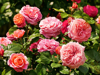 Obraz premium Varietal elite roses bloom in Rosengarten Volksgarten in Vienna. Pink Floribunda rose flowers