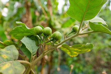 Ripe berries and green peas nestled among the leaves of a tree in a garden