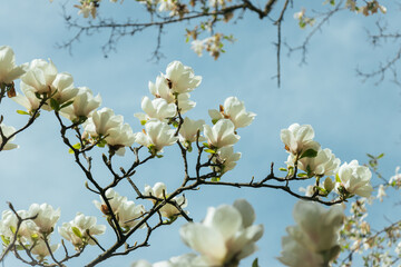 White magnolia blossoms in full bloom, branches with many flowers against the blue sky