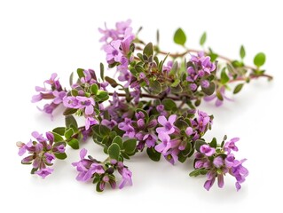 Thymus Plant Blooms on Pristine White Background