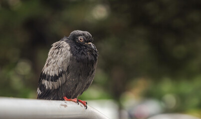Pigeons perched on the iron in the park. fuzzy green background