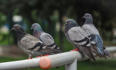 Pigeons perched on the iron in the park. fuzzy green background