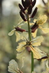 this is how arugula blooms