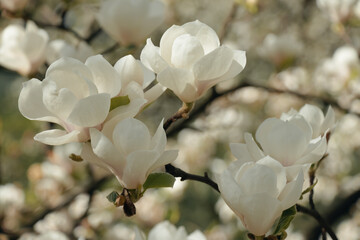 Closeup of white magnolia blossoms in full bloom, set against the backdrop of an ancient garden