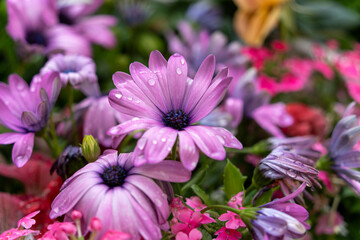 雨露にぬれるピンク色の花の花びら