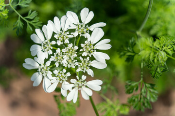 可憐な白い花　オルレア・ホワイトレース