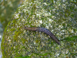 Closeup of a leopard slug (Limax maximus) on a rock, aka great grey slug 